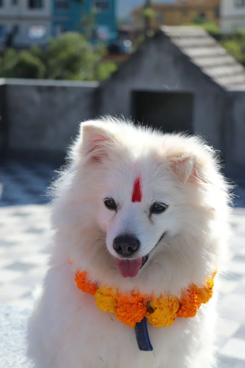Kukur Tihar
